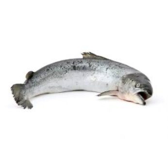 Poisson saumon (kg)