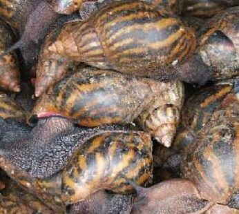 escargot-346x310-1 escargot-346x310-1