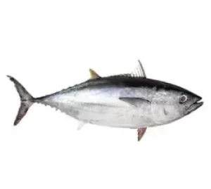 Poisson thon blanc (kg)